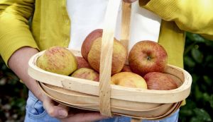 Van Amerongen Stockage des pommes