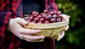 Van Amerongen Entreposage des cerises