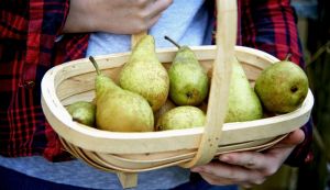 Van Amerongen Stockage des poires