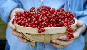 Van Amerongen La conservation de groseilles rouges