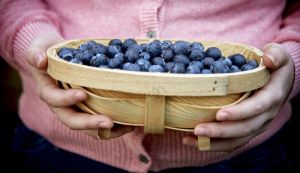 Van Amerongen Stockage des Myrtilles