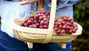 Van Amerongen Conservation des raisins de table